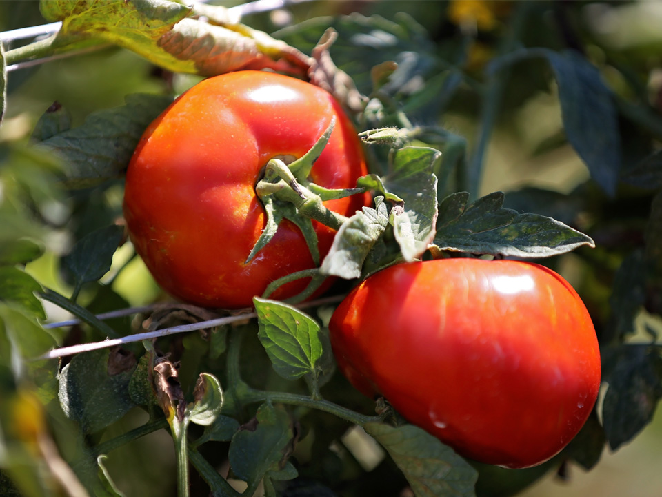 Lawrence Farms Orchards